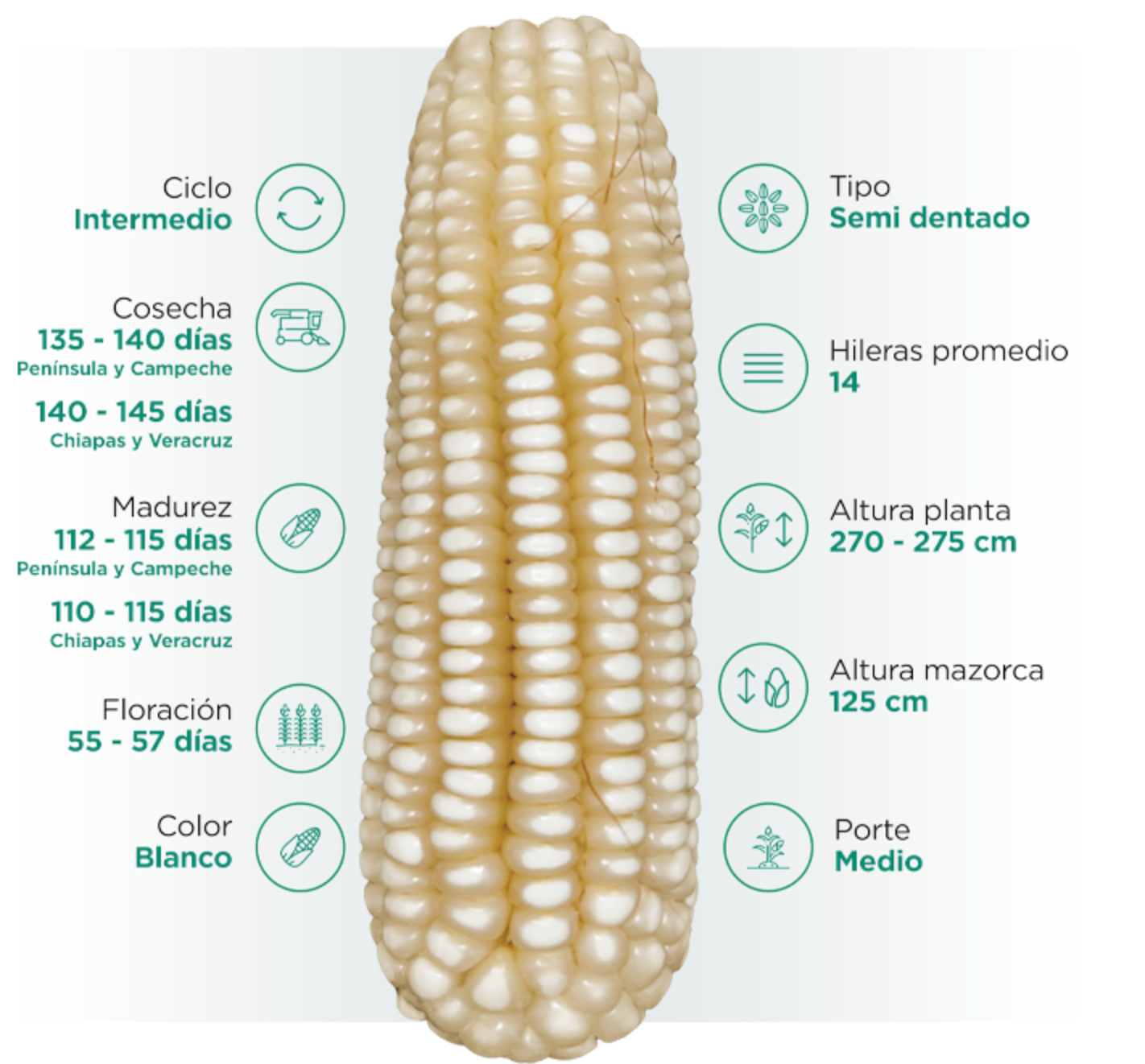 NK282W Híbrido Blanco