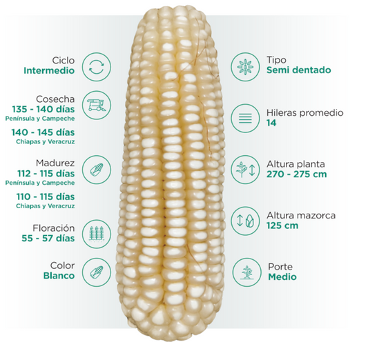 NK282W Híbrido Blanco