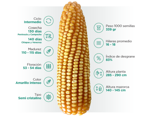 NK252 Híbrido Amarillo