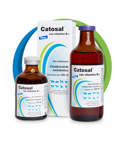 Catosal B12